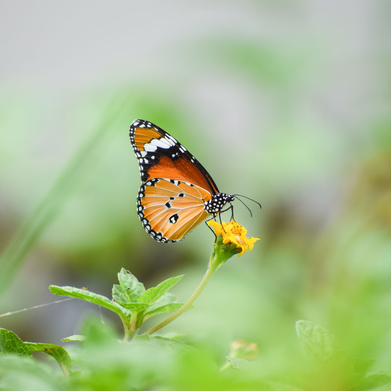 Metamorphose Schmetterling, Karin Mohn